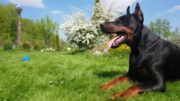 Gran perro negro al aire libre — Vídeos de Stock