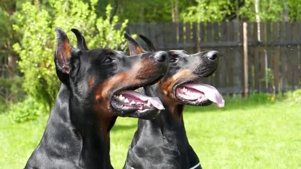 Zwei große schwarze Hunde im Freien — Stockvideo