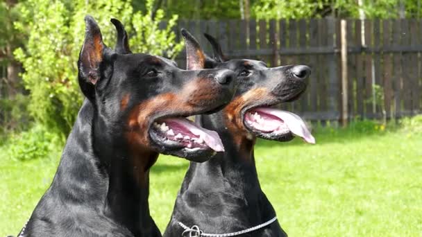 Två stora svarta hundar utomhus — Stockvideo