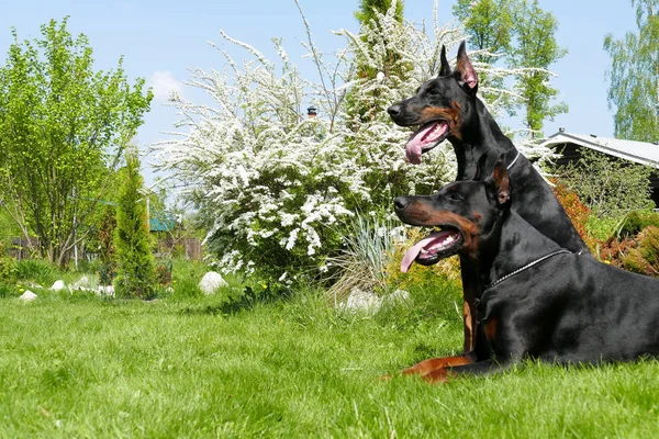 Çift doberman köpek — Stok fotoğraf