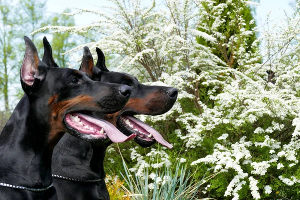 Para psów doberman — Zdjęcie stockowe
