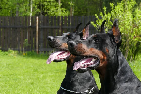 Casal de cães doberman — Fotografia de Stock