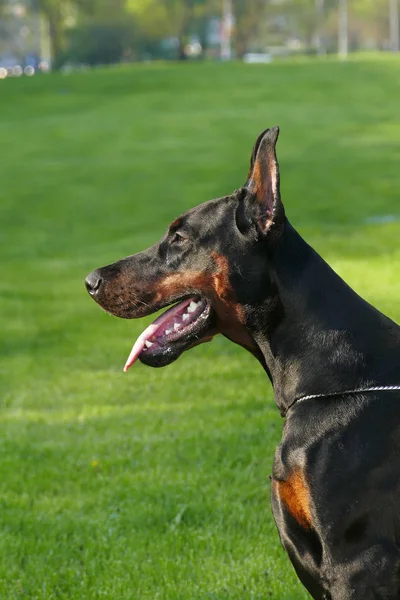 Stor svart hund utomhus — Stockfoto