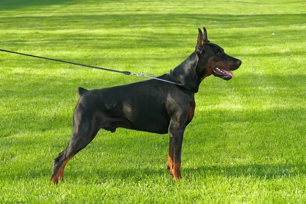 Stor svart hund utomhus — Stockfoto
