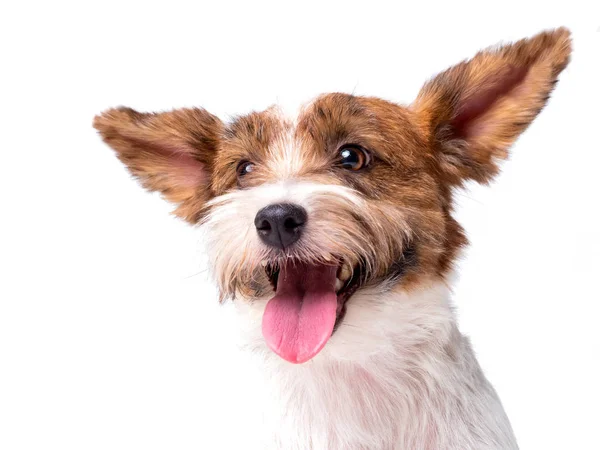 Jack Russell teriér štěně close up portrét — Stock fotografie