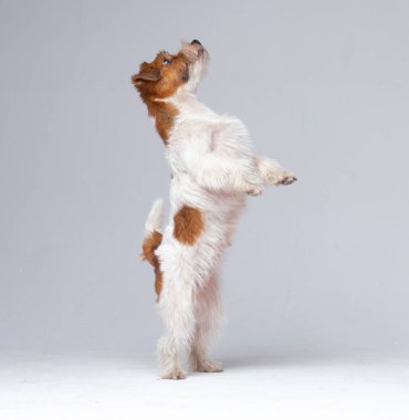 Jack Russell Teriyer Köpeği Yakın plan.