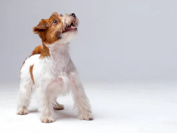 Jack Russell Terrier ve studiu — Stock fotografie