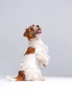 Jack Russell Teriyer Köpeği Yakın plan.