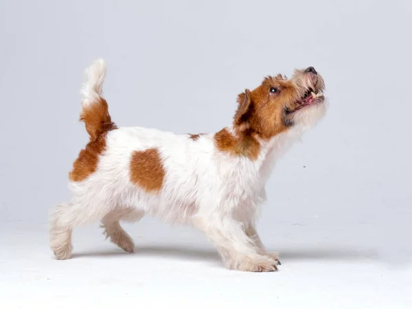 Jack Russell Terrier en el estudio — Foto de Stock