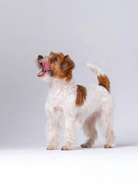 Jack Russell Terrier in de studio — Stockfoto