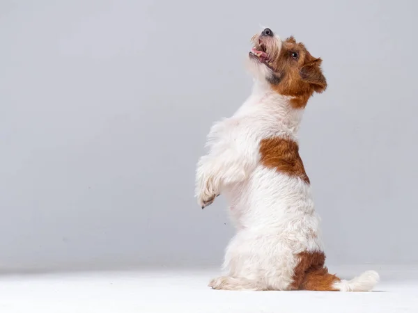 Jack Russell Terrier cachorro de cerca . —  Fotos de Stock