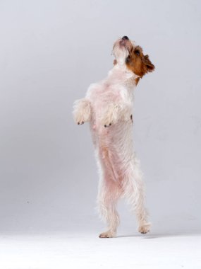 Jack Russell Teriyer Köpeği Yakın plan.