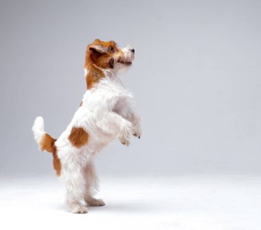 Jack Russell Teriyer Köpeği Yakın plan.