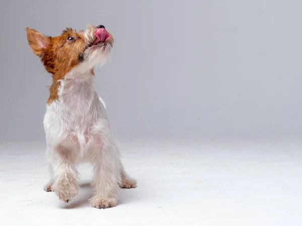 Jack Russell Terrier no estúdio olhando para cima — Fotografia de Stock
