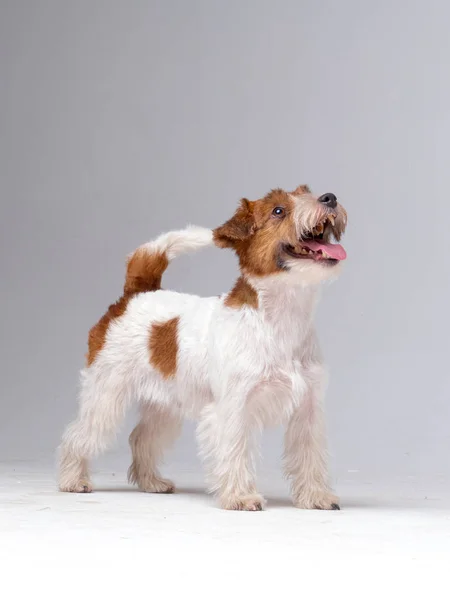 Jack Russell Terrier ve studiu — Stock fotografie