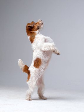 Jack Russell Teriyer Köpeği Yakın plan.