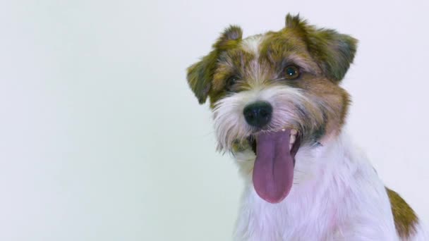 Jack Russell Terrier Filhote de cachorro Close Up retrato — Vídeo de Stock