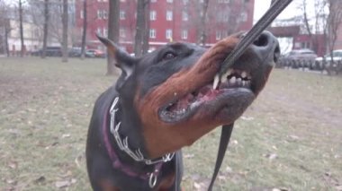 Saldırgan doberman köpek oyunları