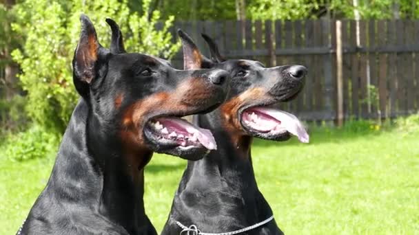 屋外に2匹の大きな黒い犬 — ストック動画