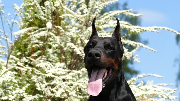 Gran perro negro al aire libre — Vídeo de stock