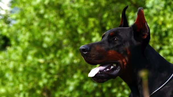 Großer schwarzer Hund im Freien — Stockvideo