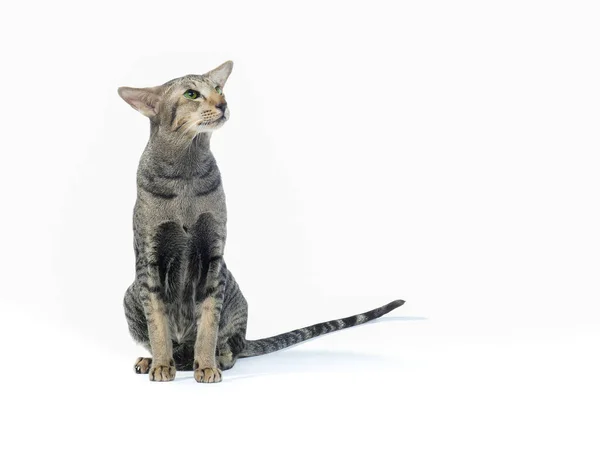 Smart siamesische Katze. isoliert auf weiß — Stockfoto