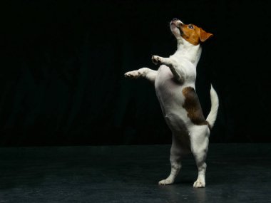 Sevimli Jack Russell Teriyeri