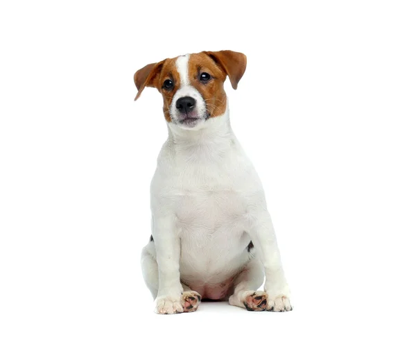 Słodki Jack Russell terrier — Zdjęcie stockowe