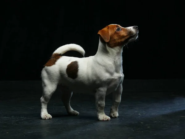 Bonito Jack Russell terrier — Fotografia de Stock