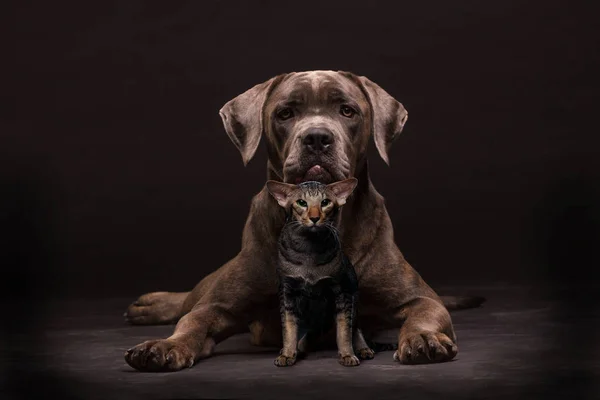 Cane corso cão e gato siamês — Fotografia de Stock