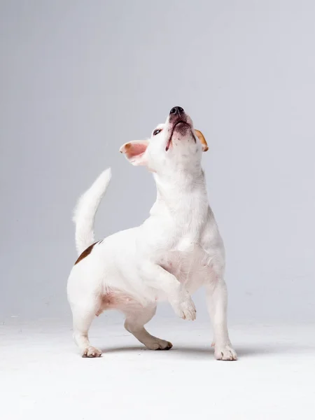 Juguetón Jack Russell Terrier primer plano retrato —  Fotos de Stock