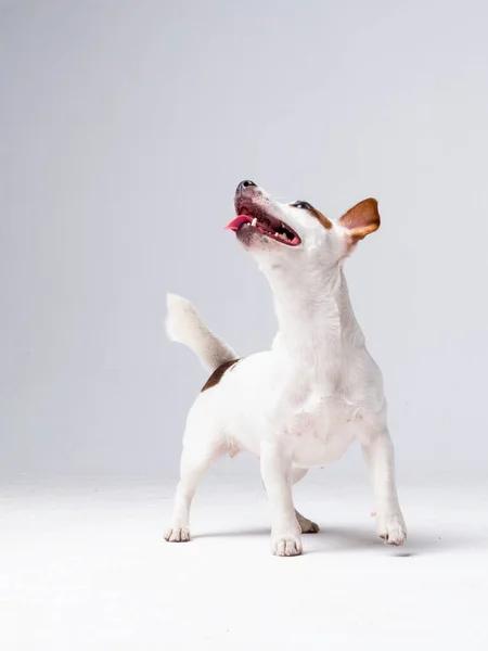 Playful Jack Russell Terrier close up portrait — Zdjęcie stockowe
