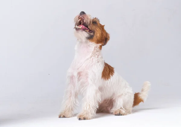 Jack Russell Terrier in de studio kijkt omhoog — Stockfoto