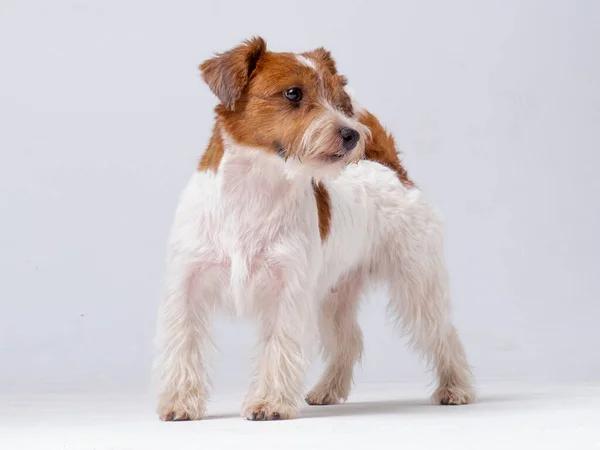 Jack Russell Terrier im Studio — Stockfoto