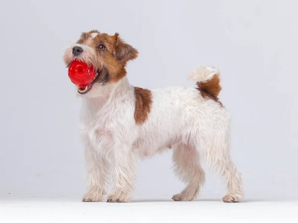 Jack Russell Terrier in de studio — Stockfoto