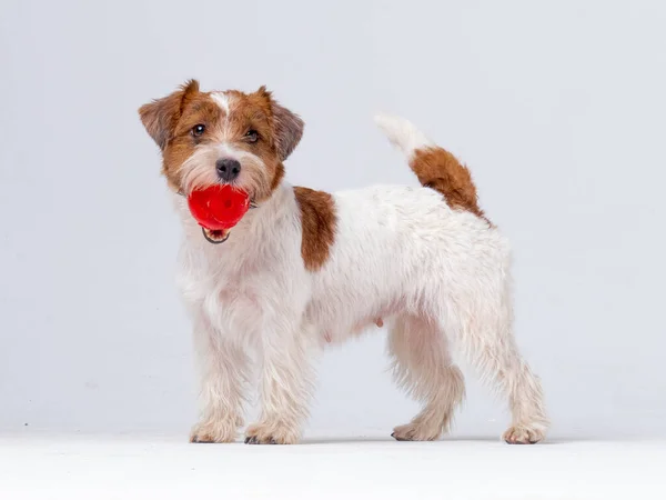 Jack Russell Terrier i studio — Stockfoto