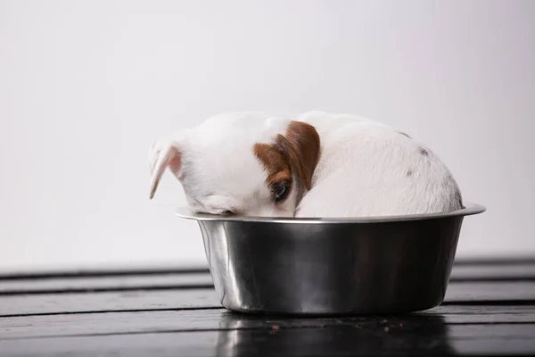 肚子饿了的狗在金属盘子里 — 图库照片
