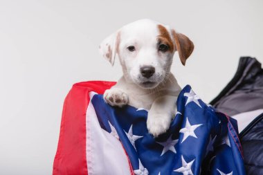 Bizi arka plan bayrak ile küçük köpek yavrusu