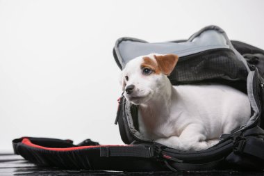 photografers çanta içinde köpek yavrusu