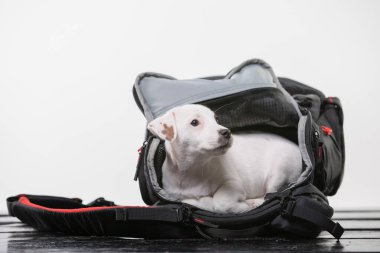 photografers çanta içinde köpek yavrusu