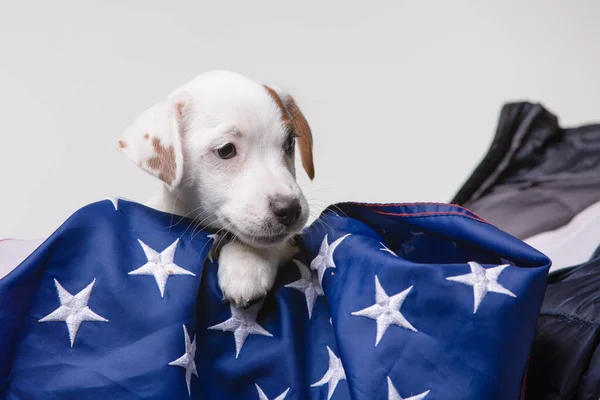 Cachorrinho pequeno com bandeira dos EUA no fundo — Fotografia de Stock