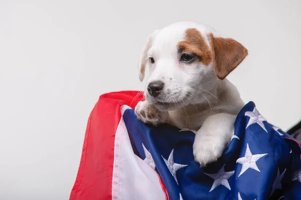 Cachorrinho pequeno com bandeira dos EUA no fundo — Fotografia de Stock