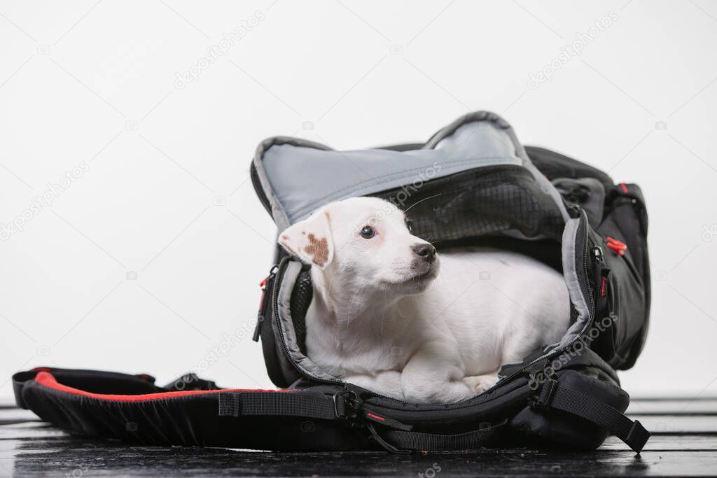 Puppy In Photografers Bag