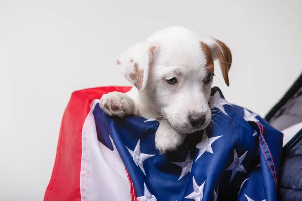 Cachorrinho pequeno com bandeira dos EUA no fundo — Fotografia de Stock