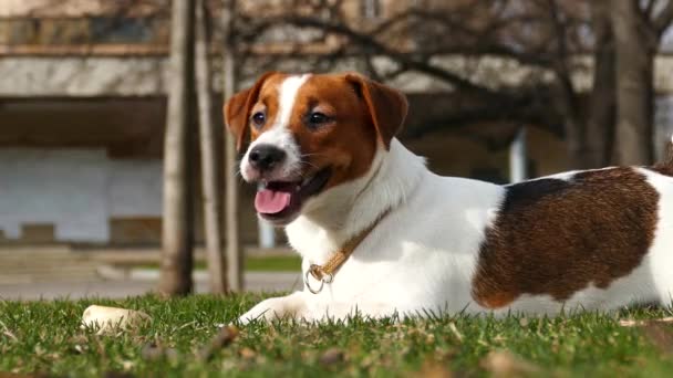 Jack Russell Terrier Filhote de cachorro Close Up retrato ao ar livre — Vídeo de Stock