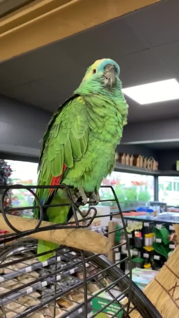 Green Parrot Brid Primer plano en grossery stor — Vídeos de Stock