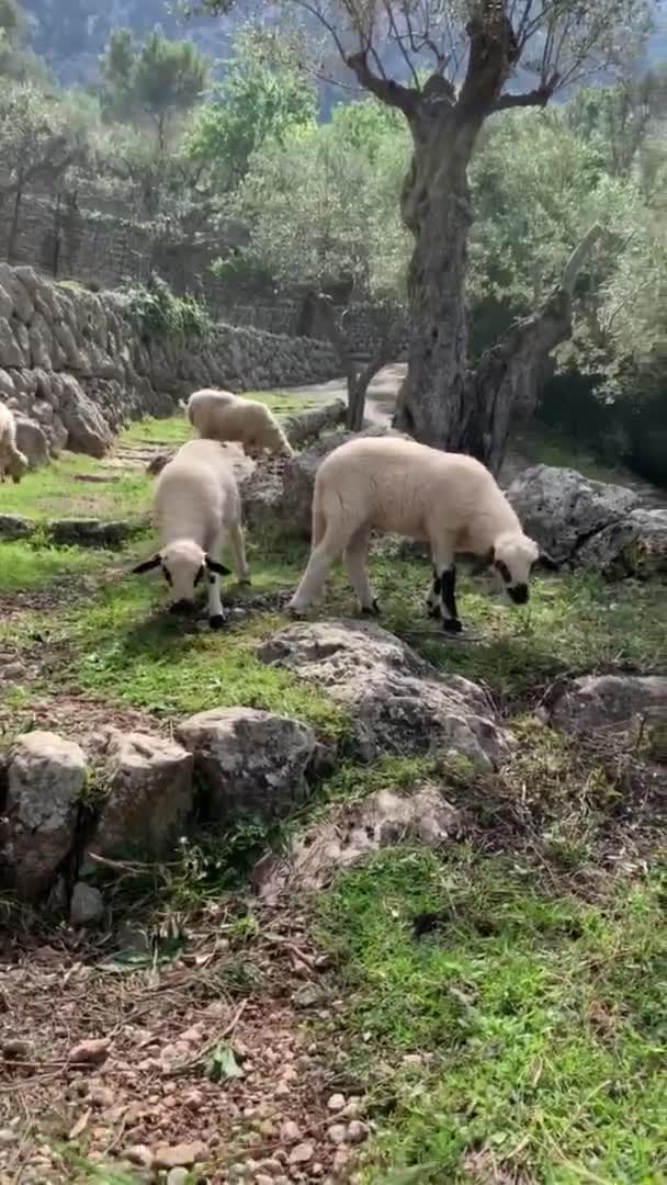 Bir grup keçi dışarıda. — Stok video