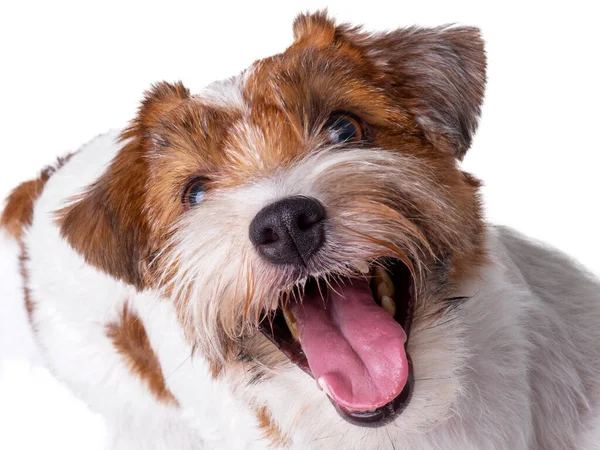 Jack Russell Terrier Filhote de cachorro Close Up retrato — Fotografia de Stock