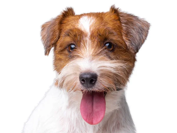 Jack Russell Terrier Filhote de cachorro Close Up retrato — Fotografia de Stock