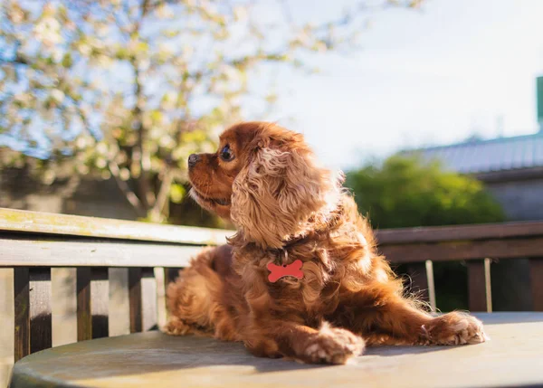 Schattige bruine hond — Stockfoto